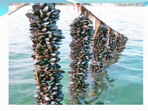 mussel farming methods|Mussel farming methods .
